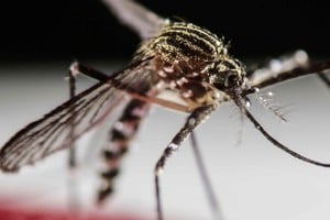El Aedes aegypti es el mosquito que, una vez infectado, transmite la enfermedad. Insisten con las medidas de prevención y la consulta temprana en caso de presentar síntomas de dengue.
