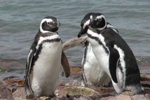 Ejemplares de pingüino Magallanes. Más de un millón de parejas de esta especie se encuentran en 71 colonias, a lo largo de 4.500 kilómetros de la costa atlántica argentina.