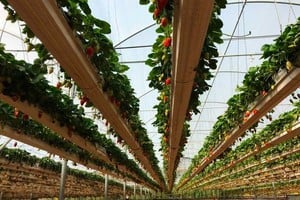 Frutillas en el cielo. El sistema permite al trabajador una tarea más sencilla y alejada de las plagas del suelo.