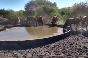 La sed de los suelos del norte, un punto crítico durante gran parte del año. Crédito: El Litoral