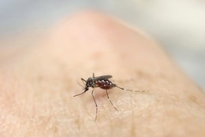 El mosquito Aedes aegypti es el vector que transmite la enfermedad. Crédito: Reuters