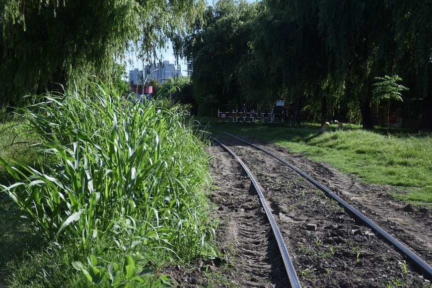 En la ciclovía y en el Parque Federal se veía este miércoles los yuyos altos. F Nicola / M Fabatía