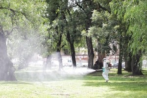 La fumigación se reserva exclusivamente para casos confirmados, no recomendándose de manera preventiva. Crédito: El Litoral