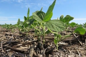 Según la BCR, se prevé que la producción se recupere fuertemente y alcance su segunda mejor marca histórica.