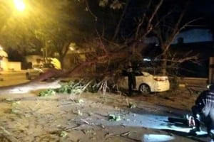 El árbol de gran porte quedó atravesado en calle Azcuénaga.